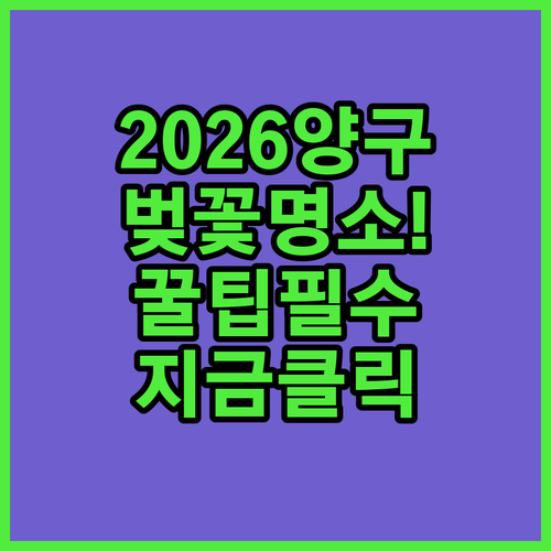 2026년 양구 벚꽃 구경 명소 추천 방문 시기 옷차림