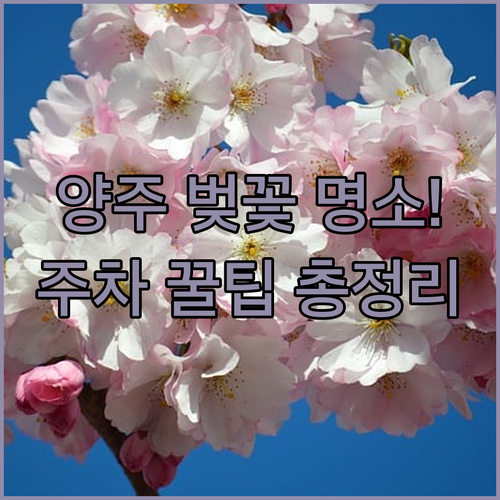 양주 지역 벚꽃 관람 정보 | 가족 나들이 추천 장소 주차 꿀팁