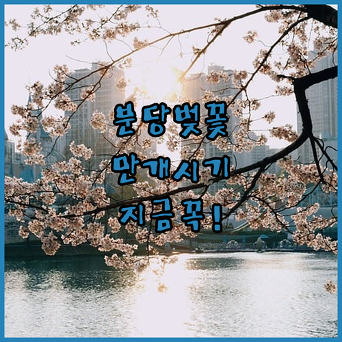 분당 중앙공원 및 탄천 벚꽃 명소별 만개 시기 정보