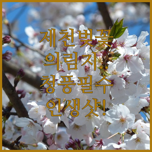 제천 벚꽃 명소 의림지와 청풍문화재단지 방문 정보